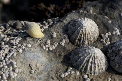 Common Limpet - Facts, Habitat, Diet, Conservation, & More - American Oceans