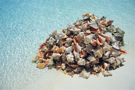 Pile of conch shells - Bahamas Air Tours