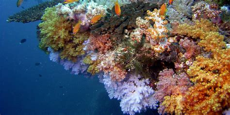 Best Coral Reef Maldives | Baros Maldives | Coral Reefs in the Maldives