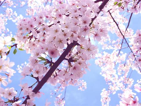 Pink Cherry Blossom - Flowers Photo (34658289) - Fanpop