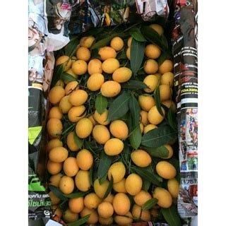 KKB Anak Pokok Kundang,Remia, Gemia, Buah Star/Staq | Shopee Malaysia