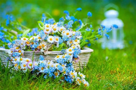 Beautiful Summer Flowers Wallpaper / Hd Wallpapers Desktop Wallpaper Summer Flowers Beautiful ...