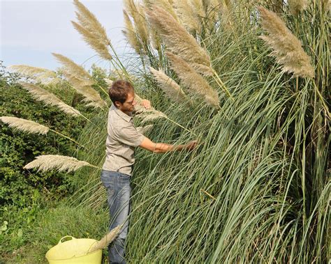 Pruning pampas grass: how and when to complete this task | Gardeningetc