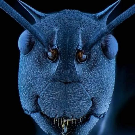 Картинки по запросу ant face close up | Electron microscope, Things under a microscope, Ants