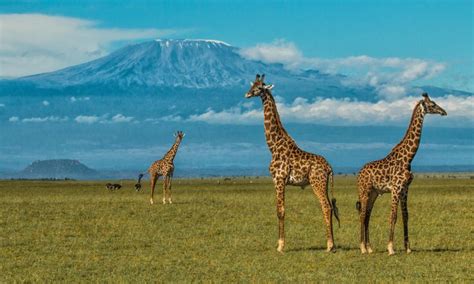 Mount Kilimanjaro Animals | What Animals are found in Mount Kilimanjaro