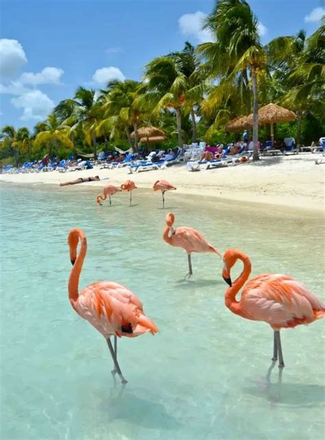 Beaches where you Can Mingle with Flamingos and other Wildlife