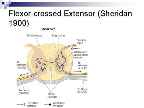 Reflex Circuits With Interneurons Flexor Crossed Extensor Reflex