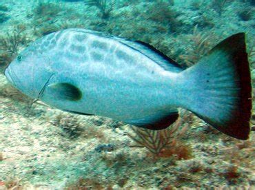 Black Grouper - Mycteroperca bonaci - Groupers - - Caribbean Reefs