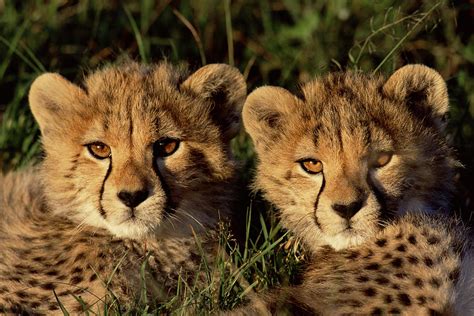 Cheetah Acinonyx Jubatus Two Cubs Photograph by Peter Blackwell