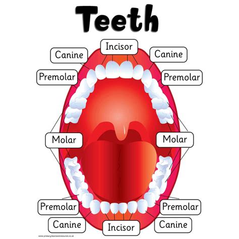 Types of Teeth Poster – Primary Classroom Resources