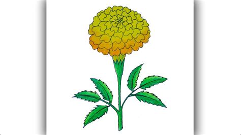 Marigold Flower Drawing Pictures | Best Flower Site