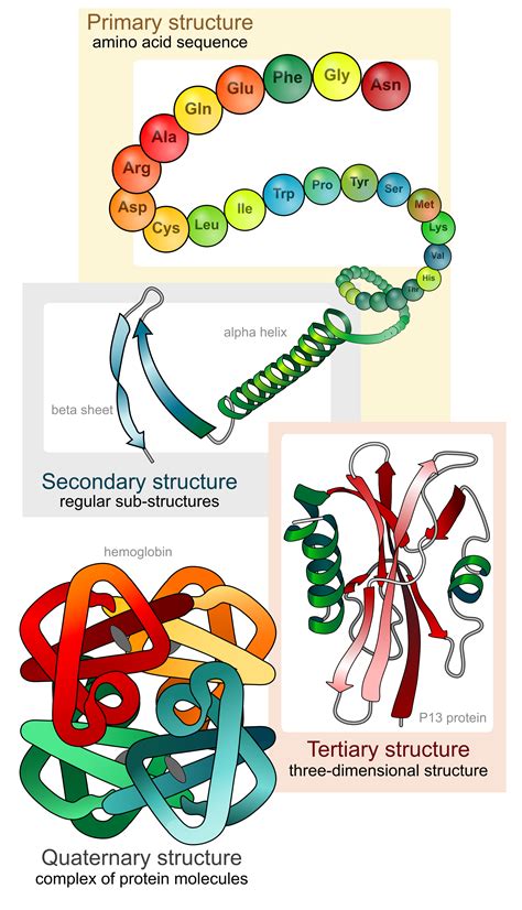 If the monomer is amino acid, what is the polymer? | Socratic