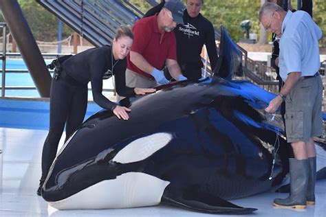 Killer whale dies at SeaWorld park, third death in 6 months