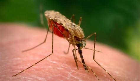 Anopheles gambiae | Scientists Against Malaria