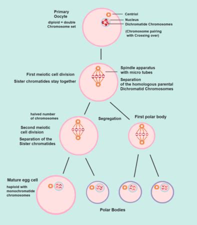 Polar Body Overview, Twins & Formation | What Are Polar Bodies? - Video & Lesson Transcript ...