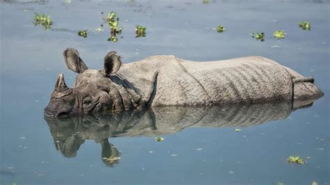 Protecting greater one-horned rhinos and their habitat in Assam, India ...