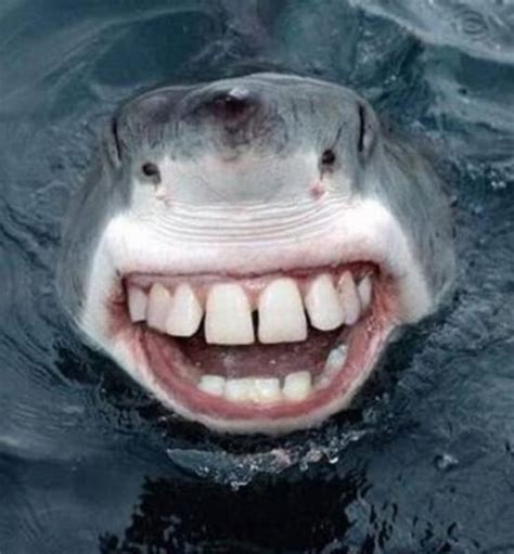 22 Sharks With Human Teeth Pictures That Are Just Ridiculous