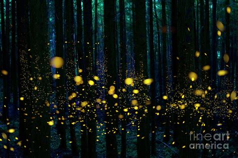 Fireflies in the Night Forest Photograph by Hiroya Minakuchi | Pixels