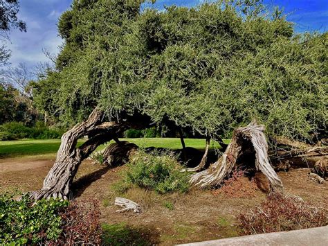 Australian Tea Tree Photograph by Inez Ellen Titchenal - Pixels