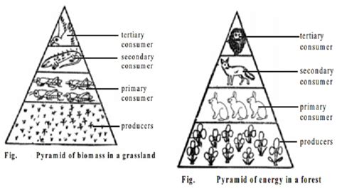 Ecological Pyramids : The pyramid of numbers, biomass, energy