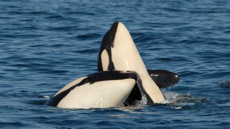 Orca moms baby their adult sons. That favoritism pays off — eventually