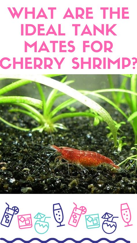 Freshwater Aquarium Shrimp Tank Mates - Benia Aquarium Fish