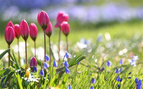 Spring Flowers Wallpaper Hd