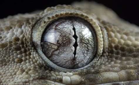 Mesmerising pictures show unnervingly alien-looking animal eyes that ...