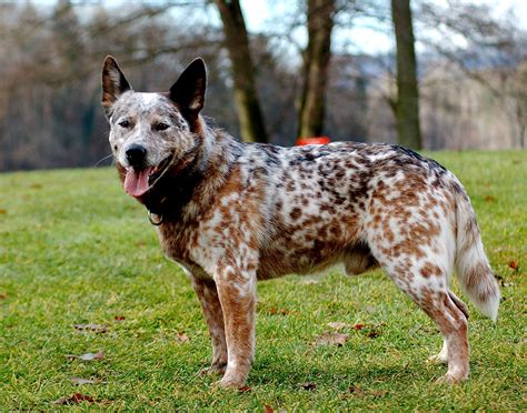 Red and blue heeler | Canis lupus hominis