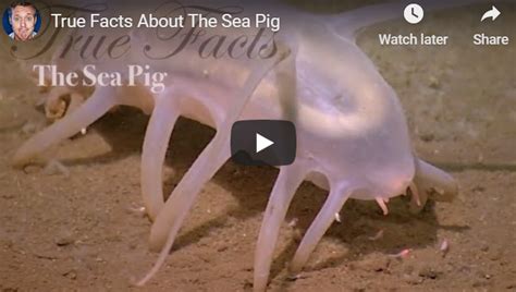 True Facts About The Sea Pig | Sea pig, True facts, Pig images