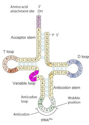 The Structure of mRNA, tRNA and DNA – genetic control and protein function