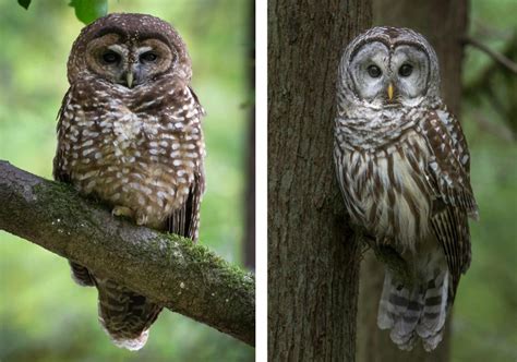 Endangered Northern Spotted Owl | Sierra Club