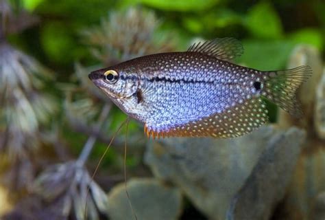 Pearl Gourami 101: Care, Diet, Tank Size, Tank Mates & More - Aquarium Part