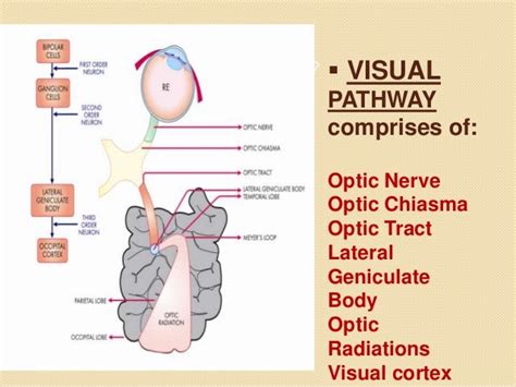 Anatomy Of Visual Pathway