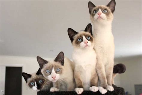 Snowshoe | Cat Breed Information & Facts – Pictures | Pets Feed