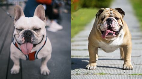 French Bulldog vs. English Bulldog – Which Is Right for You? – SPARK PAWS