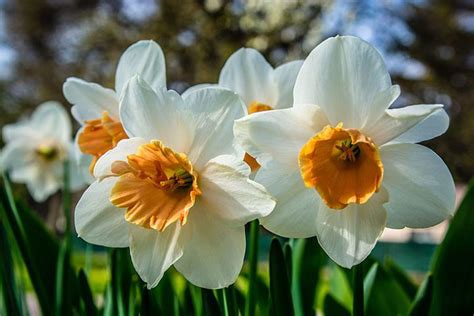 Narcissus Flowers Pictures | Best Flower Site