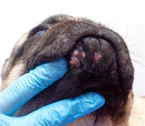 Skin Infections in Dogs | OKC Vet Campus in