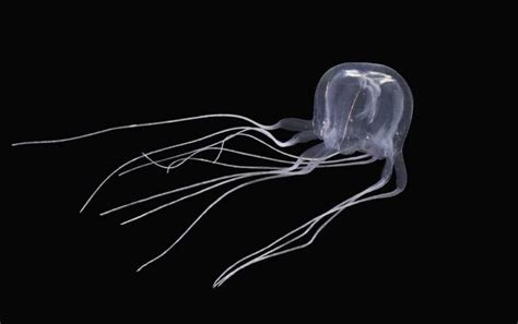 Researchers In Hong Kong Discover New Species Of Box Jellyfish