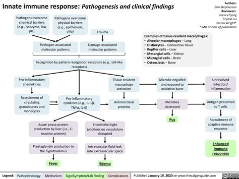 Innate Immune Response | Calgary Guide