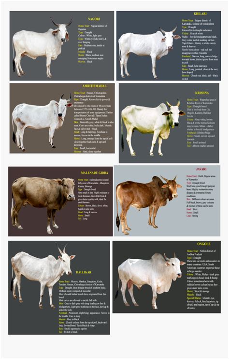 Best Native Cow Breeds In India - All About Cow Photos