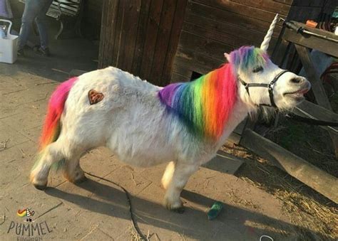 Pin on jaja mua | Cute animals, Cute horses, Unicorn