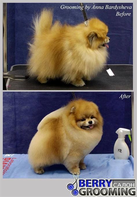 Beautifully groomed Pomeranian … | Pomeranian dog, Dog grooming, Dog groomers