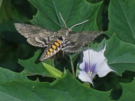 Sphinx Moth Pupa Care