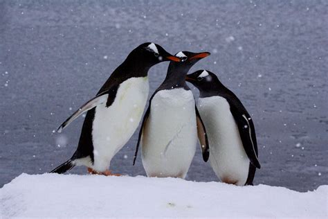 My Adventures: Animals of Antarctica