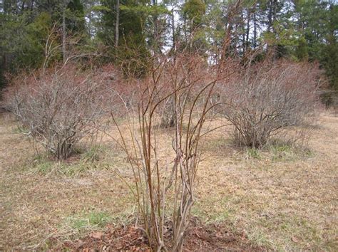 Blueberry Pruning (Not Eating) Season Is NOW! | N.C. Cooperative Extension