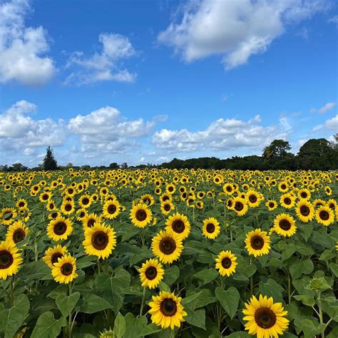 Sunflower Farms In Fl | Best Flower Site