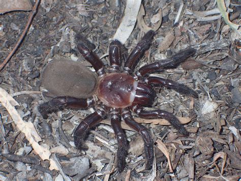 Meet the New Giant Spider Species Described As 'Rare and Secretive' - Newsweek