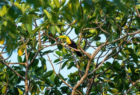 "Rainbow-Billed Toucan" Images – Browse 2,037 Stock Photos, Vectors ...