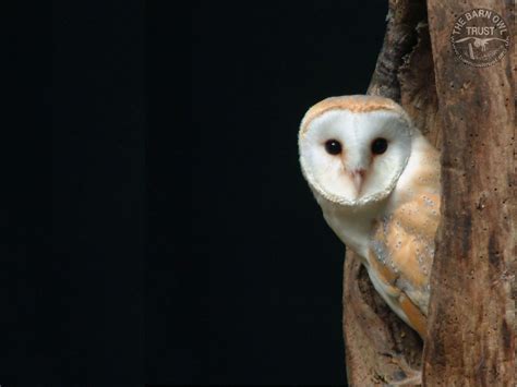 Barn Owl